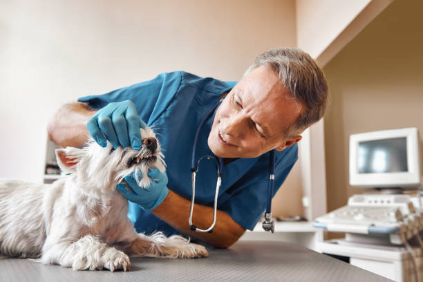 Best Emergency Denture Repair in Swepsonville, NC